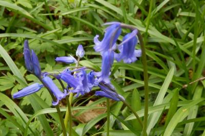 <i>Hyacinthoides non-scripta</i>