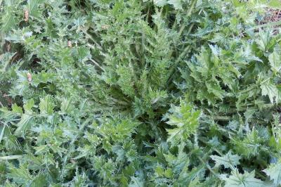 <i>Carduus acanthoides</i>