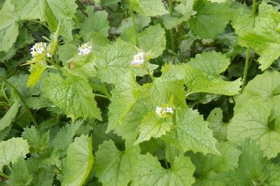<i>Alliaria petiolata</i>