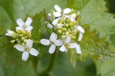 <i>Alliaria petiolata</i>