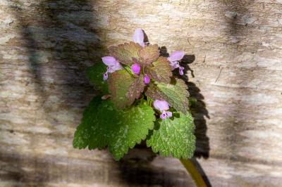 <i>Lamium purpureum</i>