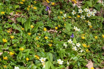 <i>Primula vulgaris</i>