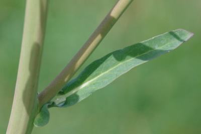 <i>Brassica napus</i>