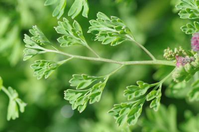 <i>Fumaria officinalis</i>