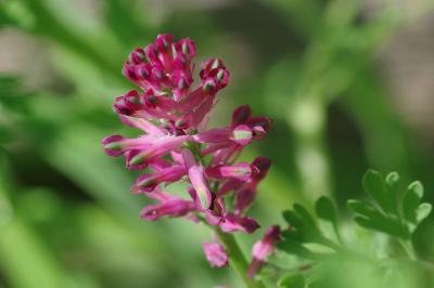 <i>Fumaria officinalis</i>