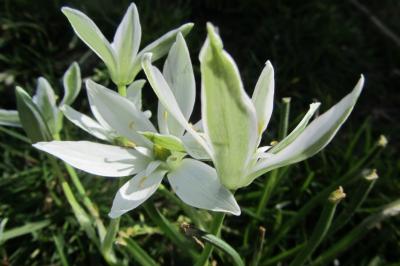 <i>Ornithogalum divergens</i>