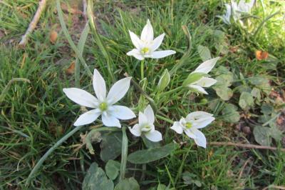 <i>Ornithogalum divergens</i>
