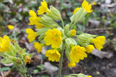 <i>Primula veris</i>
