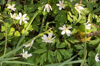 <i>Anemone nemorosa</i>