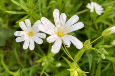 <i>Rabelera holostea</i>