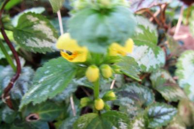 <i>Lamium galeobdolon</i>