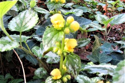 <i>Lamium galeobdolon</i>