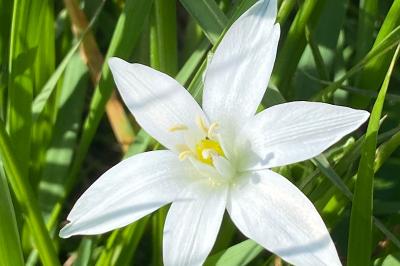 <i>Ornithogalum divergens</i>