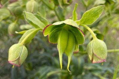 <i>Helleborus foetidus</i>
