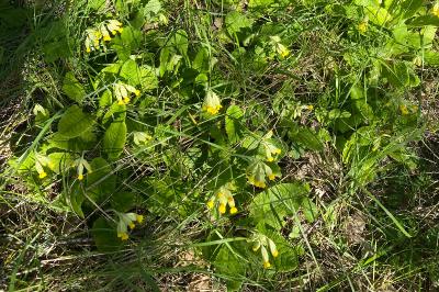 <i>Primula veris</i>