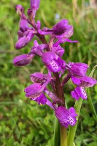 <i>Anacamptis morio</i>