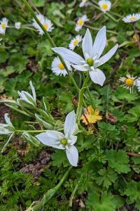 <i>Ornithogalum divergens</i>