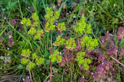 <i>Euphorbia helioscopia</i>