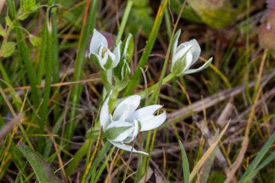 <i>Ornithogalum umbellatum</i>