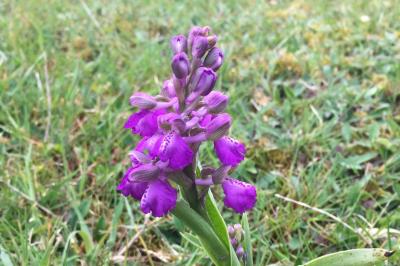 <i>Anacamptis morio</i>