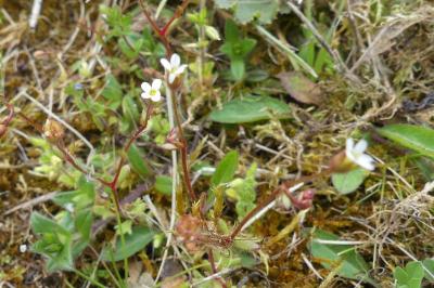 <i>Saxifraga tridactylites</i>