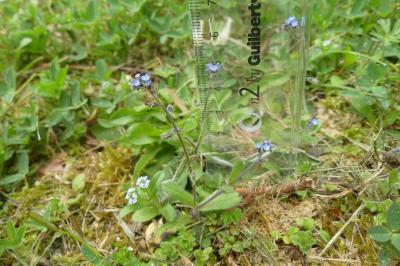 <i>Myosotis ramosissima</i>