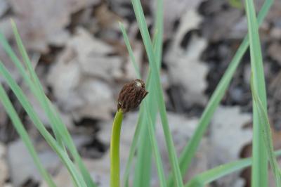 <i>Asphodelus albus</i>