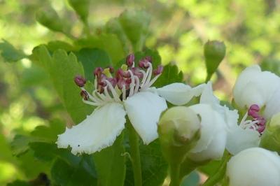 <i>Crataegus laevigata</i>