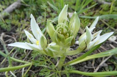 <i>Ornithogalum divergens</i>