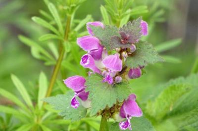 <i>Lamium maculatum</i>