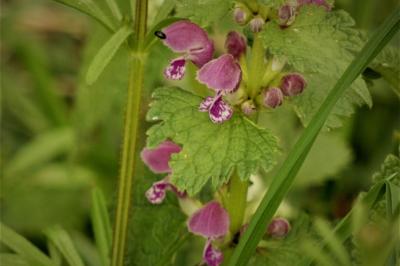 <i>Lamium maculatum</i>