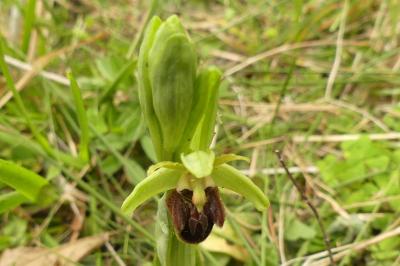 <i>Ophrys aranifera</i>