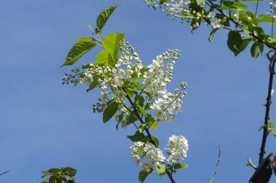<i>Prunus padus</i>