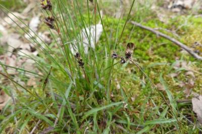 <i>Luzula campestris</i>