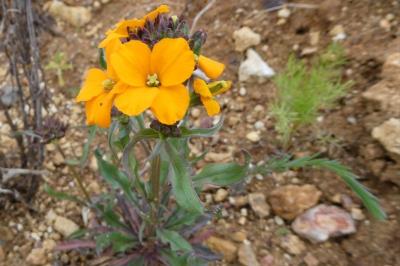 <i>Erysimum cheiri</i>