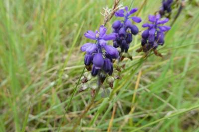<i>Muscari botryoides</i>