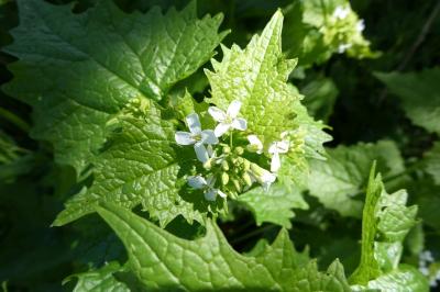 <i>Alliaria petiolata</i>