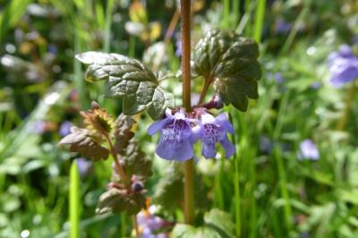 <i>Glechoma hederacea</i>