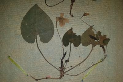 <i>Viola alba</i>