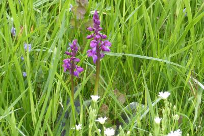 <i>Orchis mascula</i>