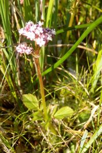 <i>Valeriana dioica</i>