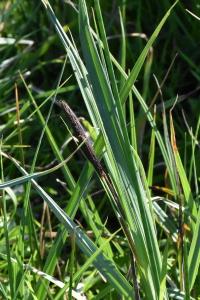 <i>Carex acutiformis</i>