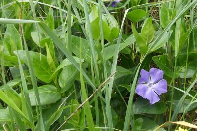 <i>Vinca major</i>