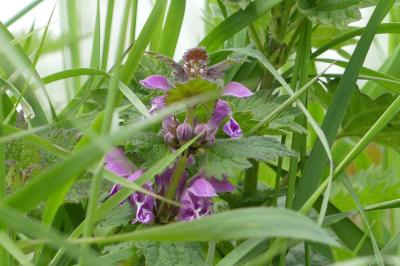 <i>Lamium maculatum</i>