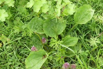 <i>Plantago major</i>