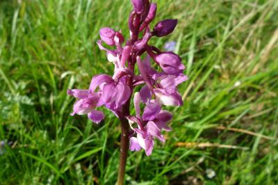 <i>Orchis mascula</i>