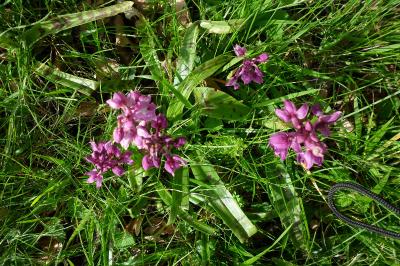 <i>Orchis mascula</i>