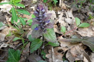 <i>Ajuga reptans</i>