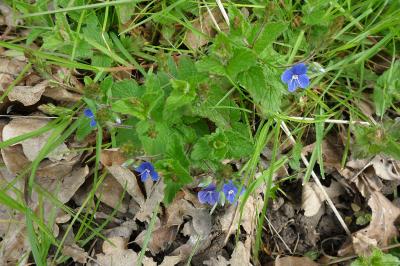 <i>Veronica chamaedrys</i>
