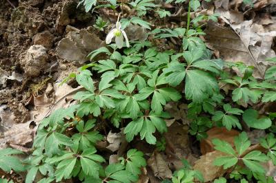 <i>Anemone nemorosa</i>